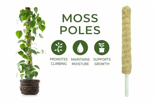 Image of Natural Moss Stick for Climbing Plants, Strong Support for Money Plant, Monstera, Pothos, Indoor Outdoor Use, Manual, 50 Grams (2, 3 Feet)