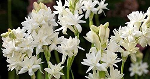 Tube Rose (RAJANIGANDHA) Aromatic Flowers Bulb, (Pack of 5) Guaranteed Double Flower Bulbs