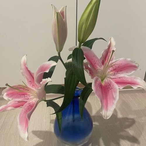 107/テイラー、ベトナム、ユリ