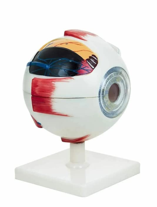 Premium Human Eye Model with Dissectible Eye Ball 7 Parts can Enlarged 5 Times
