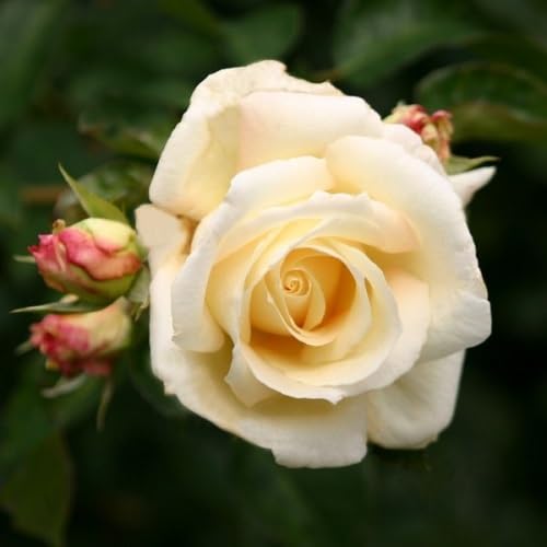 Kletterrose Schneewalzer - Mehrjärig, Weiß und Winterhart - Duftend | Wuchshöhe: 250-300 cm | Große, gefüllte Blüte in reinweiß mit süßlichem Duft