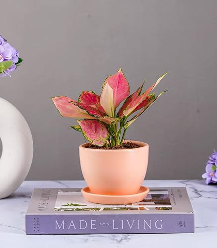 Image of Nurturing Green Set of 2 Modern Blush Pink Ceramic Pots (Plants Not Included) for Home, Indoor Decor & Gifting (Size: Small (4.25 Inch Wide) | Comes with Bottom Plates)