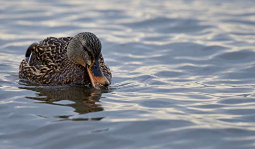 Charnwood Marine Dry Duck Food Pellets, 15 kg - Image 5