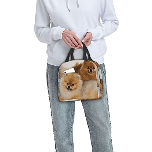 Debou Cute Pomeranian Insulated Lunch Bag Cooler Tote Reusable Leakproof Lunch Box Easy Clean For Work Office Picnic Beach Or Travel #TOP7
