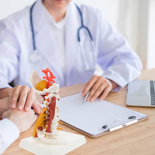 Vertèbre cervicale anatomique modèle médical en PVC blanc avec muscles