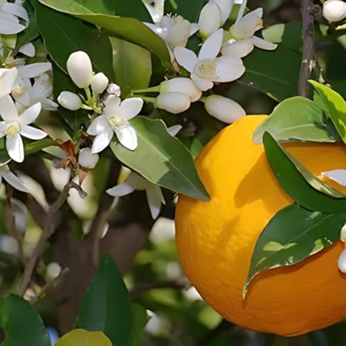 Muda Frutífera de Laranja Valência Charmute Enxertada