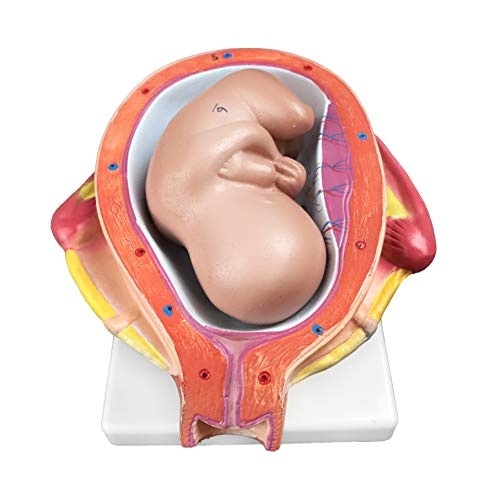Jackson Global Js00073 Fetus Development Model | Set Of 8 Models，14 Pieces In Total | Key Anatomical Features Labelled With Accompanying Key Card #TOP3