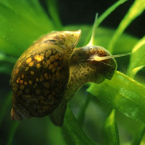 10x High Grade Jewel Bladder Snails - Healthy Active and