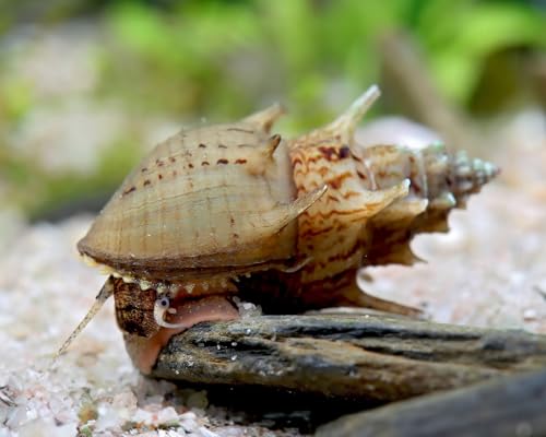 NatureHolic Gestachelte Turmdeckelschnecke Thiara winteri 5 Stück - Aquarium Schnecken lebend - kleinbleibende Algenfresser für Aquarien - Bodengrundreiniger - ab 12 l Becken