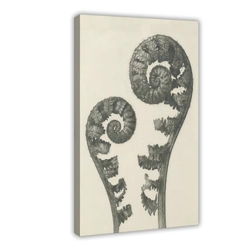 Plantstudie 5 Karl Blossfeldt impression sur toile décoration murale salon chambre