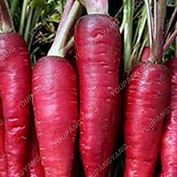 VISTARIC Púrpura: Árbol de tomate gigante de Heirloom 200 semillas Saludables deliciosas frutas comestibles nutritivas Púrpura