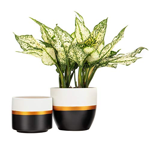 JUNROYM Matte White & Black Ceramic Flower Pot 6 inch Set of 2 Indoor Planters with Drainage Hole Gold Detailing