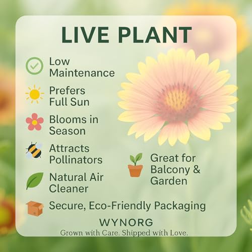 Cat's Claw Creeper Plant, Fast-Growing Climber with Vibrant Yellow Flowers for Garden & Walls, Easy to Grow, Hardy from Wynorg (8 CATS CLAW)