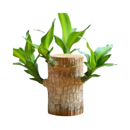 SUNILLUMA Brazilian Wood Plant, Brazilian Lucky Wood Potted Plant for Restaurant Decoration