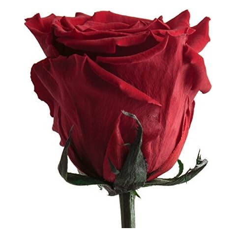 ROSEMARIE SCHULZ Heidelberg Infinity Rose Rot Cover