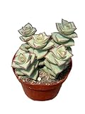 Live Succulent 4' Crassula Perforata Ivory Towers, Succulents Plants Live Fully Rooted House Plant for Home Office Decoration, DIY Projects by The Succulent Cult