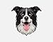 Aufkleber Sticker Autoaufkleber - Border Collie Hund - Hundebesitzer - Geschenk - Hunderasse - Kontur Schnitt - 20cm