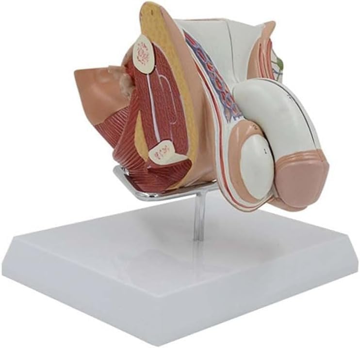 Modèle d'organe génital masculin pour expliquer clairement l'anatomie de la section sagittale