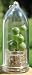 Boo-Boo Plant Pearls Live Succulent Terrarium Plant Keychain Accessory