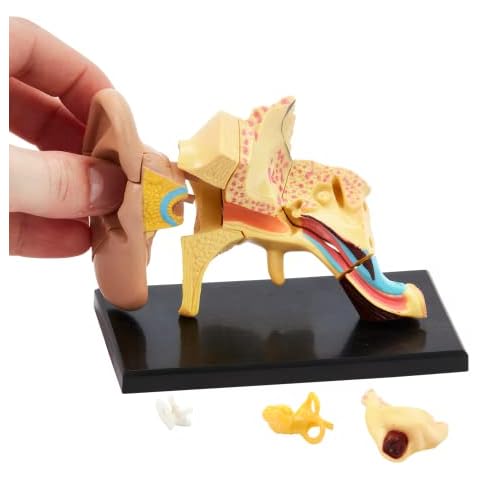 Human Anatomy Ear Model | 14 Piece 3D Human Ear Puzzle | Perfect For Anatomy Study | Build Your Own Anatomy Museum | Ear Figurine Model For Learning | Great Gift For Nurse, Dentist, Medical Students Cover