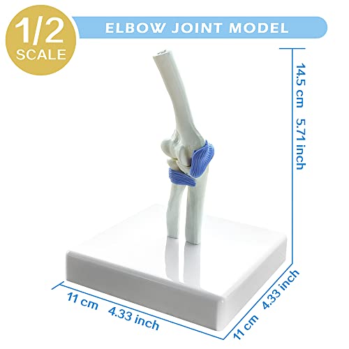 Image of EVOTECH SCIENTIFIC Mini Shoulder Knee Hip Elbow Joint Model Set, 1 /2 Life Size Human Joint Anatomy Replica Set of Shoulder Knee Hip & Elbow Joints for Medical Education Study Clinic Demonstration Tool