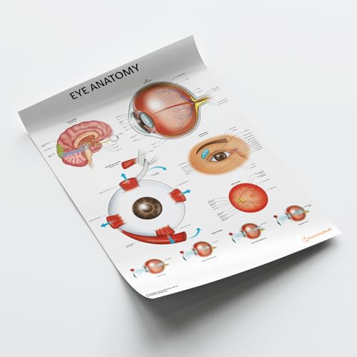 Diagramme d'anatomie des yeux pour simplifier l'explication des pathologies de l'œil - 3