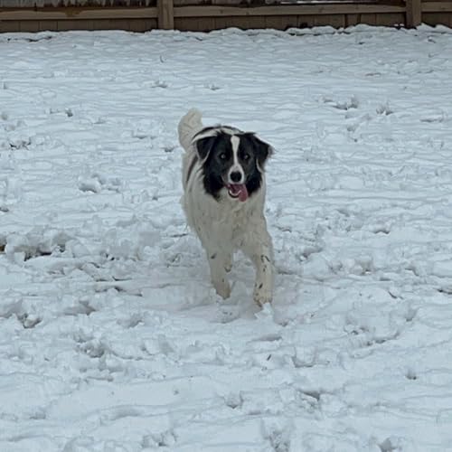 Rudolph the Red- Nosed Reindeer