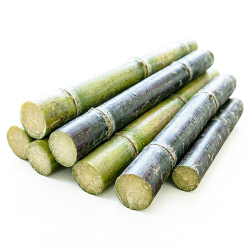 Fresh Sugar Cane Sugarcane Saccharum Officinarum (5lb)