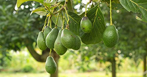 4 HASS Avocado Seeds for Planting Outdoors Tropical Fruit Seeds Planting Ornaments Garden Perennials Simple to Grow Pots Gift