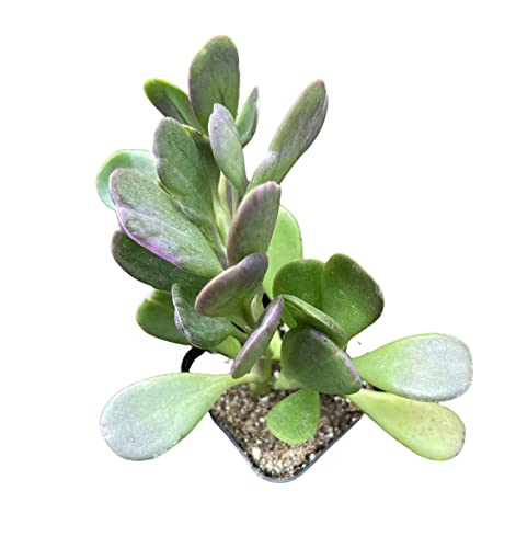 Foliagems Live Succulent Cactus Plants From Uskc (2"Pot Senecio Jacobsenii) #TOP1