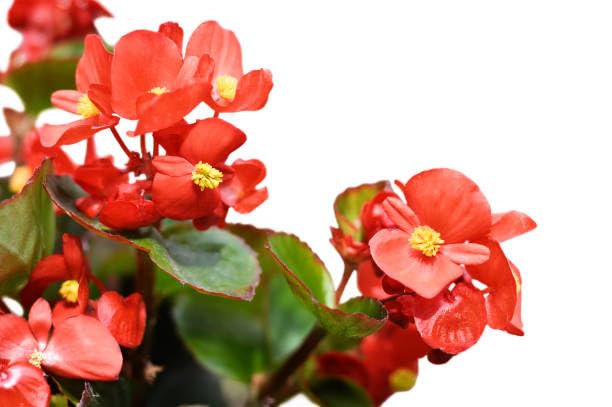 Red Begonia Live Plant (Pack of 1)-image-26