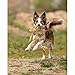 Trixie Denta Fun Seil-Spielzeug mit eingeflochtenem Ball für Hunde, 44 x 7 cm (farblich sortiert)