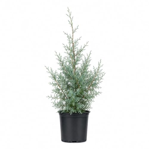 Carolina Sapphire Arizona Cypress (2.5 Quart) Evergreen Tree with Blue-Grey Foliage - Full Sun Live Outdoor Plant