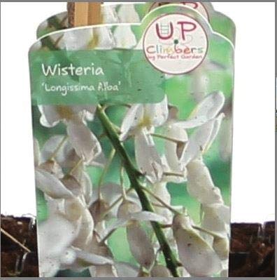Wisteria floribunda Alba 70-80 cm - weißer japanischer Blauregen | duftende weiße Blütentrauben, sonniger Standort, winterhart, kletterfreudig, ideal für Pergola und Rankgerüst