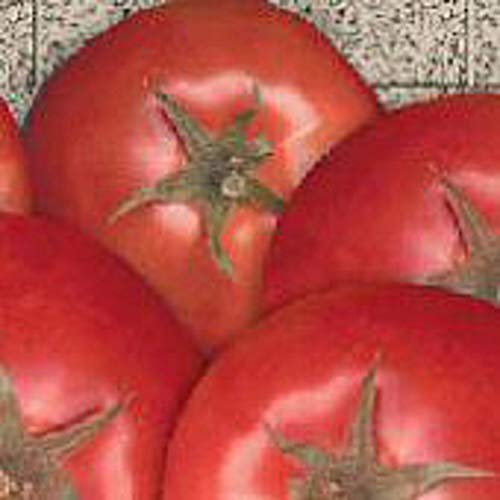 Bella Rosa Tomato Seeds (25 Seed Packet) (More Heirloom, Organic, Non GMO, Vegetable, Fruit, Herb, Flower Garden Seeds at Seed King Express)