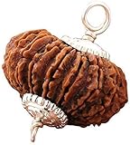 21 Mukhi Rudraksha - Rare Twenty-One Face Hindu Sacred Bead, Lab Certified, for Spiritual Healing, Meditation & Astrology