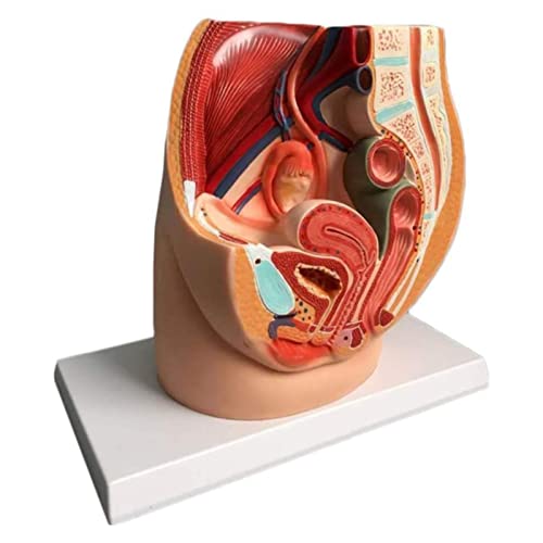 Modèle anatomique de bassin féminin pour formation médicale - 5