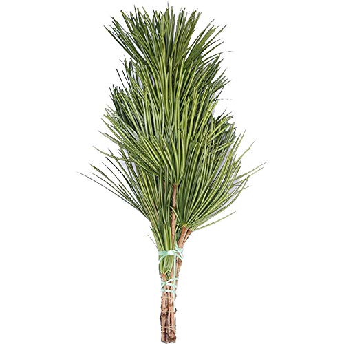 Amazon.co.jp: 高野槇 コウヤマキ お供え用束 50cm 高野山の霊木 墓花 