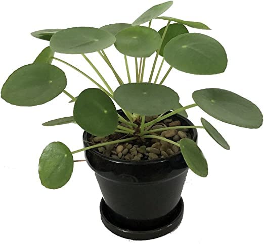 Seedtrees Chinese Money Plant Pilea Peperomioides Indoor Plant Live (B0C9V6NDL4) Amazon Price History, Amazon Price Tracker