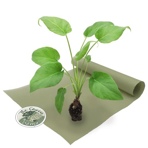Philodendron Enzie Xanadu Starter Plant
