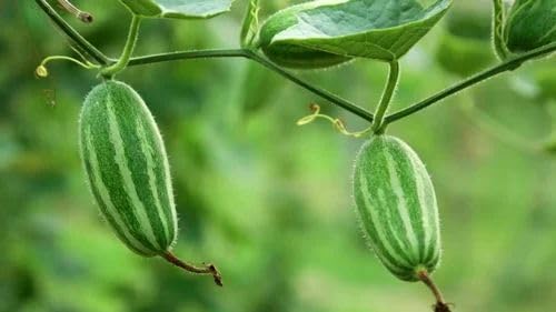 Parwal seeds hybrid all seasons (16 seeds) Black (B0C7CD26BY) Amazon Price History, Amazon Price Tracker