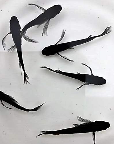 メール便27 メダカ 松井ヒレ長幹之フルボディー 有精卵個 めだか ミジンコ ゾウリムシ 正規代理店 ペット用品 生き物 その他ペット用品 生き物 Www Writeawriting Com