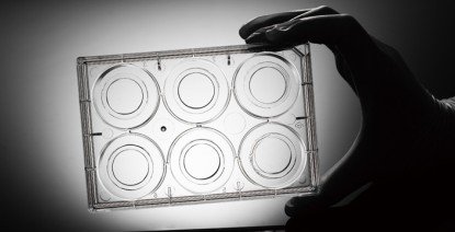 Sterile 24 Well Glass Bottom Cell Culture Plate - Glass Dia. 10mm