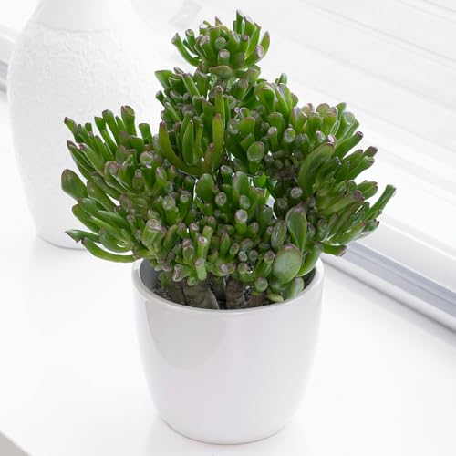 Crassula ovata Zimmerpflanze - Jadepflanze oder Geldpflanze - natürliche Sukkulente, ideale Zimmerpflanzen Geschenke (Crassula Hobbit, 20-25 cm Höhe inkl. Topf) Crassula ovata Zimmerpflanze - Jadepflanze oder Geldpflanze - natürliche Sukkulente, ideale Zimmerpflanzen Geschenke (Crassula Hobbit, 20-25 cm Höhe inkl. Topf)