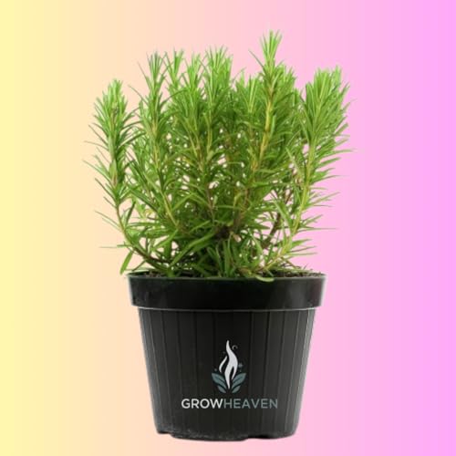 Image of live plants (ROSEMARY HERBS)