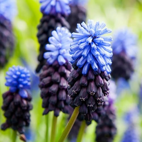 Carbeth Plants 100 x Muscari latifolium Spring Bulbs - Broad Leaved Grape Hyacinth Spring Flowering Perennials - UK Hardy Low Maintenance Pollinator Friendly - Grow in Beds, Borders & Containers