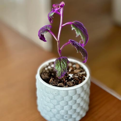 Semillas de Gynura aurantiaca, jardín de plantas Semillas de plantas de Gynura, plantar semillas, plantas de jardín semillas de plantas de interior plantas de interior purificadoras de 150pcs
