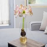 Chalily Amaryllis Bulbs Kit: Picotee in Stunning Custom Glass Vase NO Messy Soil Necessary Indoor Flowers and Blooms Many Color Options Red, Pink, White Wax Waxed Amaryllis Bulb Bulk