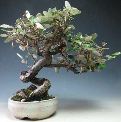 寒グミ盆栽❗️フォロワー様ありがとうございます♪舎利入り！迫力満点！感謝感激！激安 寒グミ盆栽❗️フォロワー様ありがとうございます♪舎利入り！迫力満点