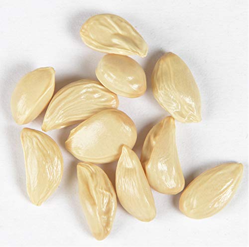 Preisvergleich Produktbild Bitterorange Poncirus trifoliata 10 Samen